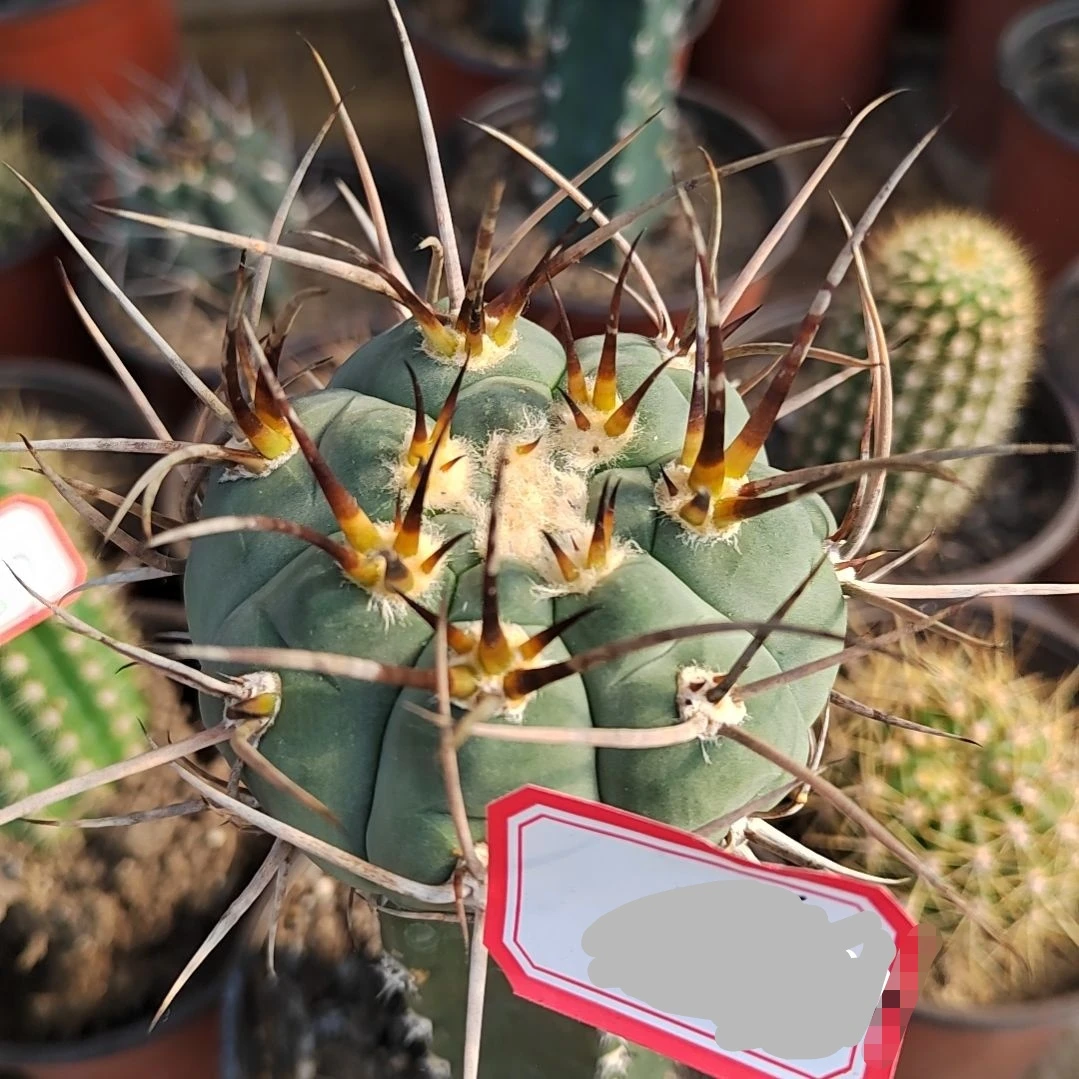 超刺天平秀普苗接仙人球球径7CM