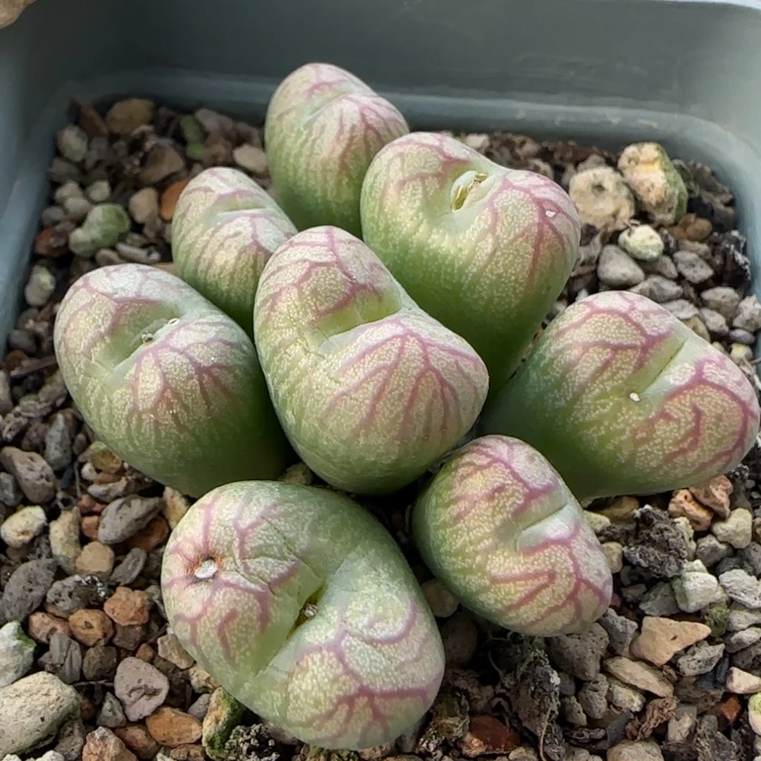 1-5-2-2当天满38包邮8头送奶工杂交脱土