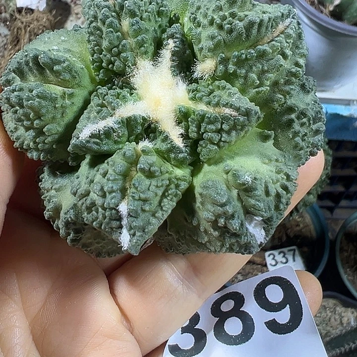 割尤龟甲389无根的