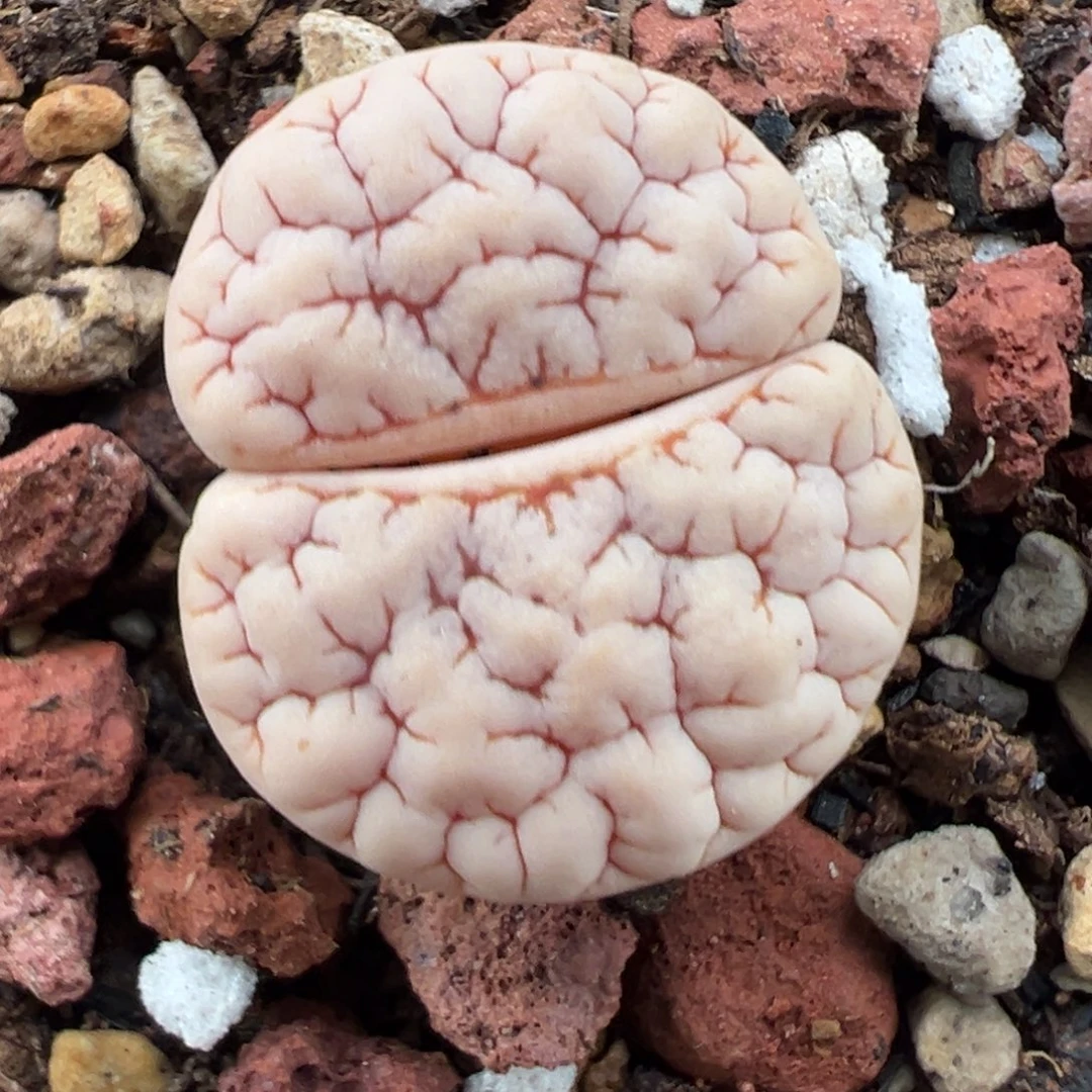 10.26好看的多肉脱土发货690