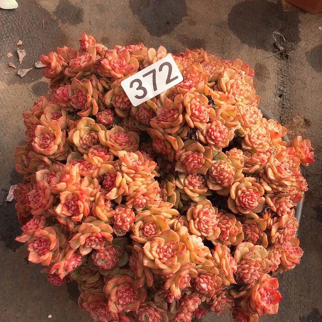 372蜡牡丹一物一拍多肉