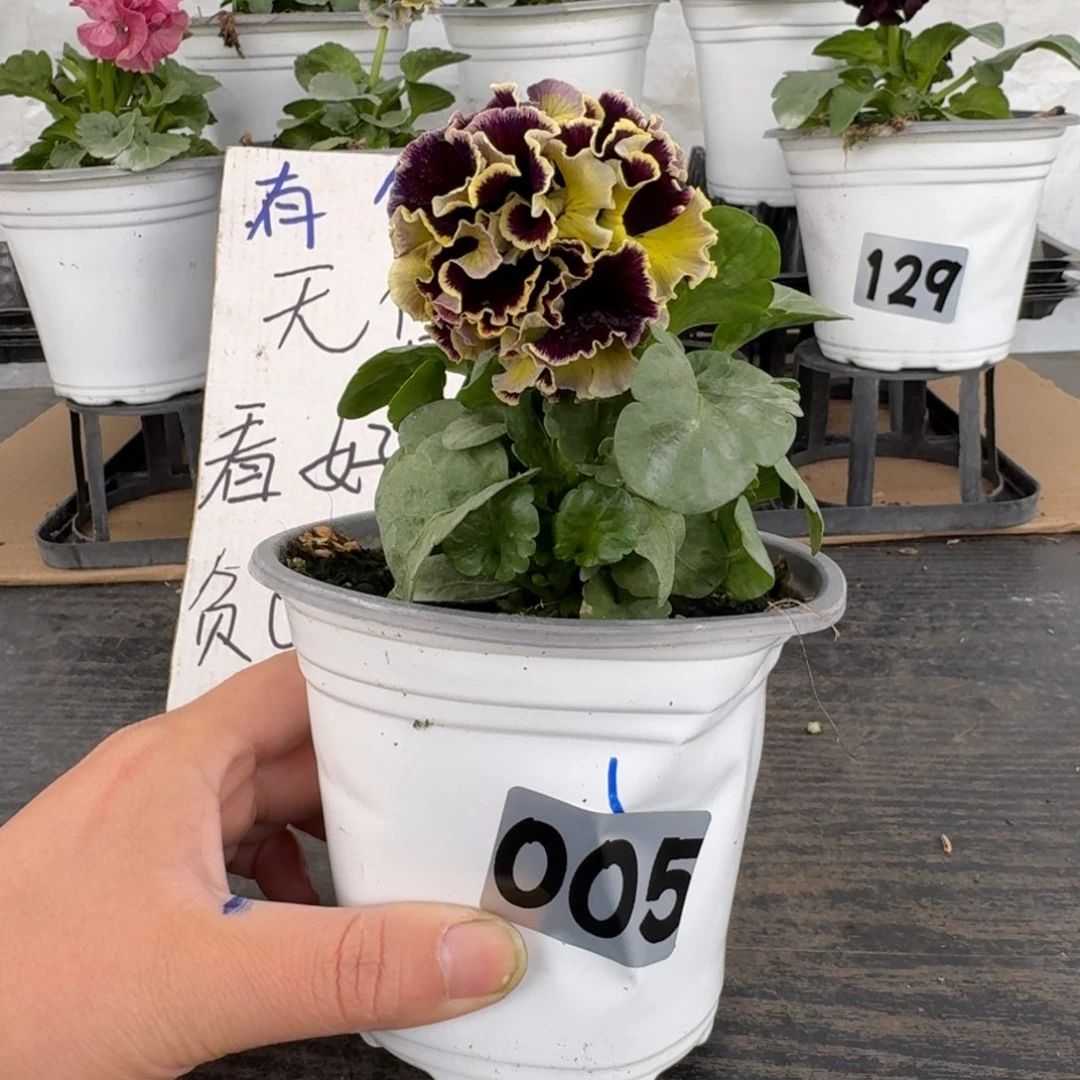 全部花朵005号德古拉