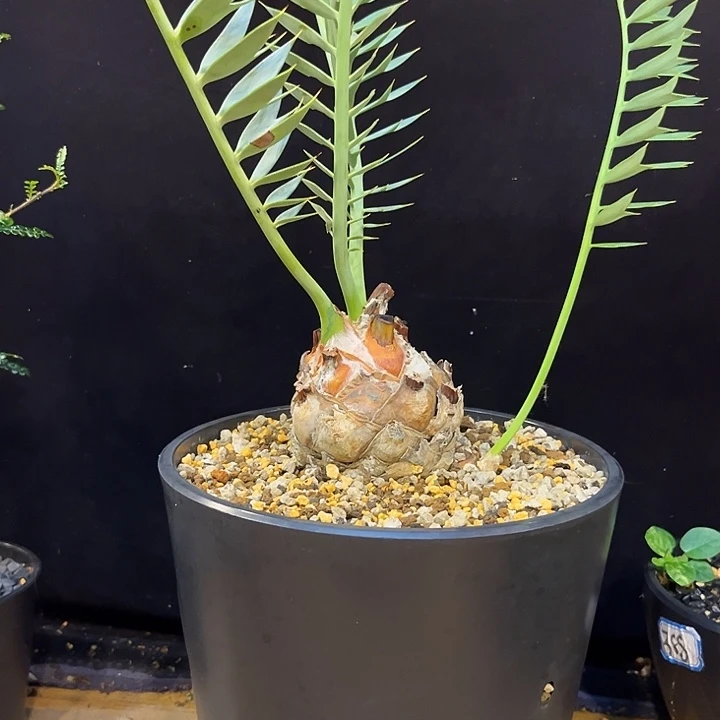 汤圆植物蓝棘铁哈
