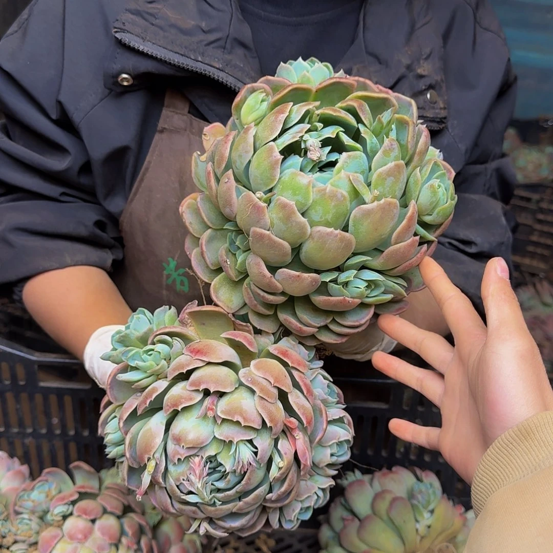 时****话单头贝瑞 两个 不包损2693