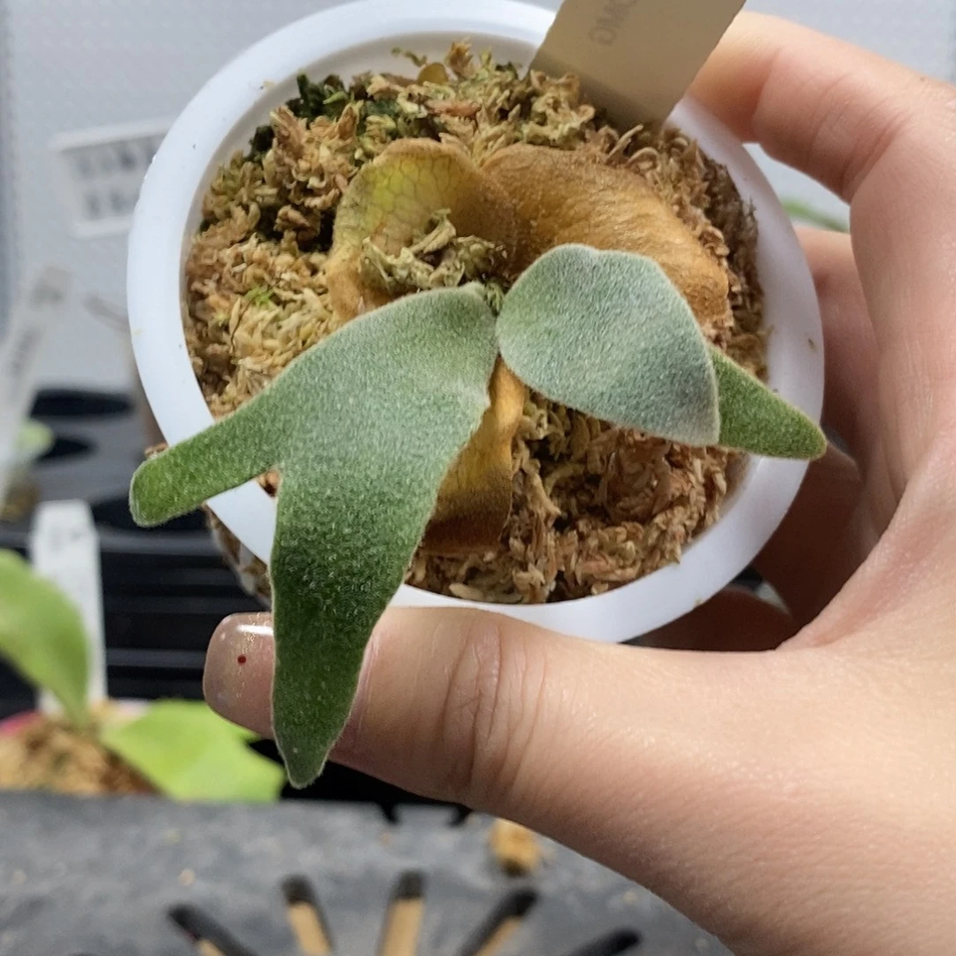 无花朵Omg鹿角蕨666