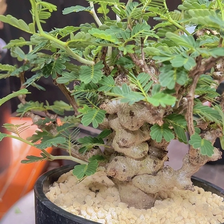 念珠苏木C福利8888888888