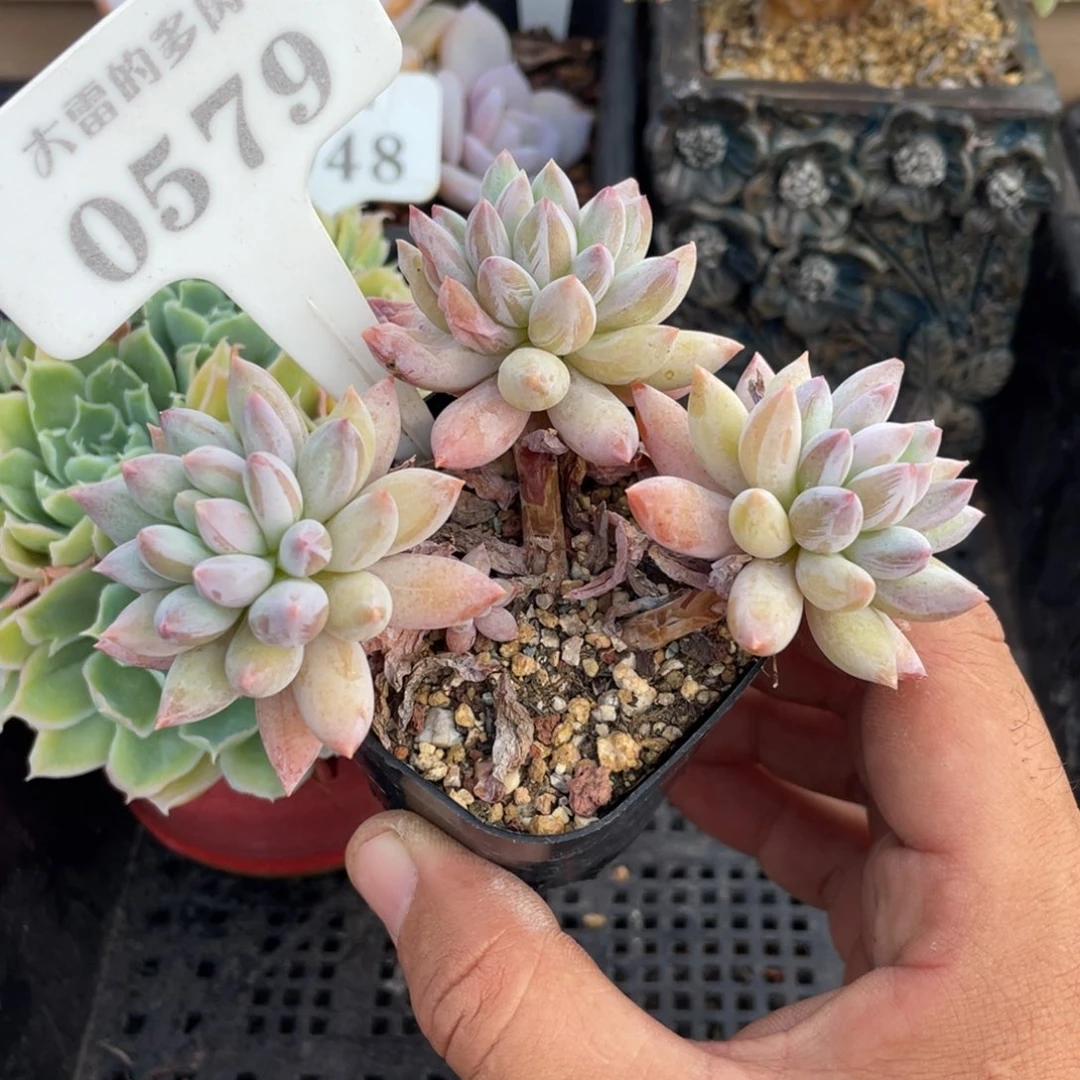 0579所罗门不带盆11厘米