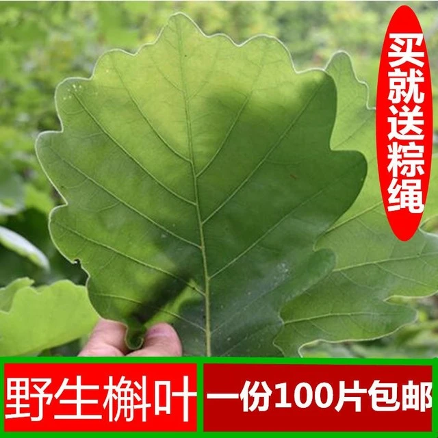 槲叶 新鲜粽叶粽子叶 高山野生槲叶菠萝叶 玻璃叶 柞树叶现采现卖