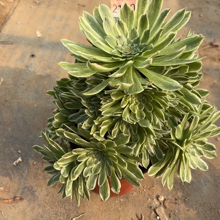 碧浪多肉法师2190