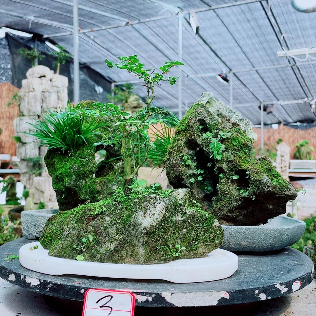 木***人当前无花栽培后可以开花