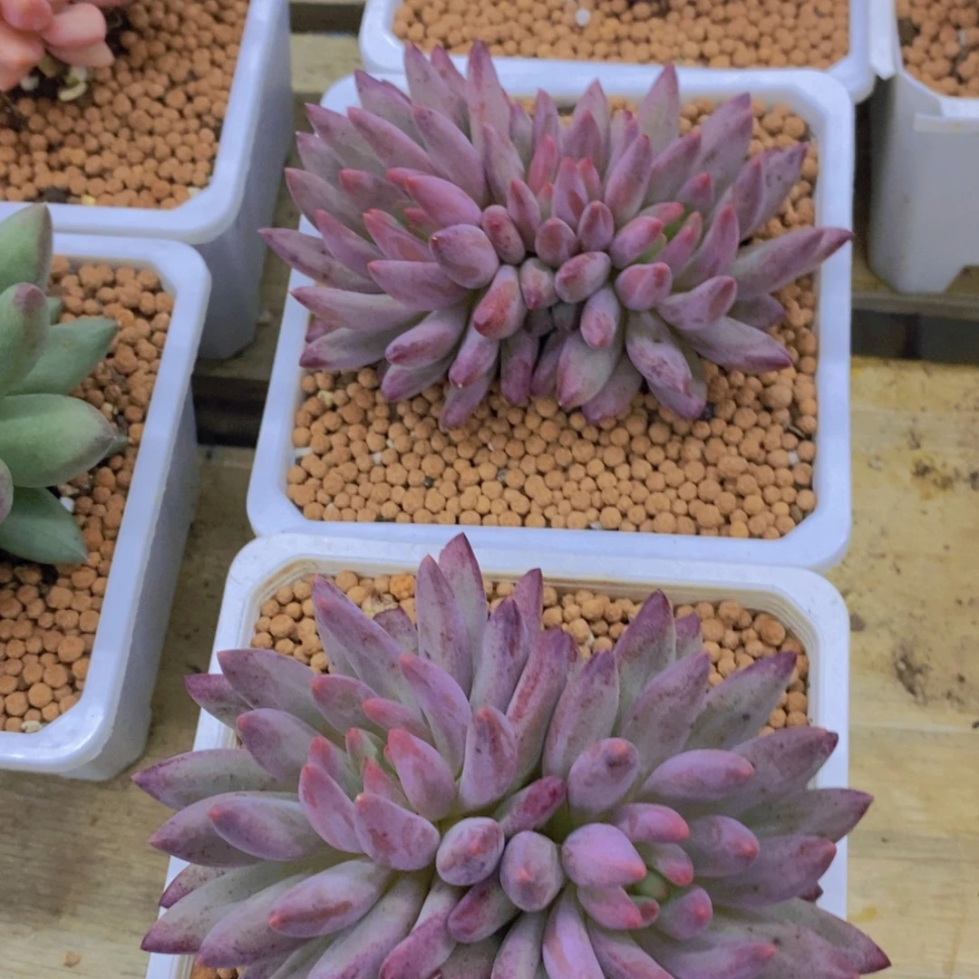 开心多肉每月专场，8月