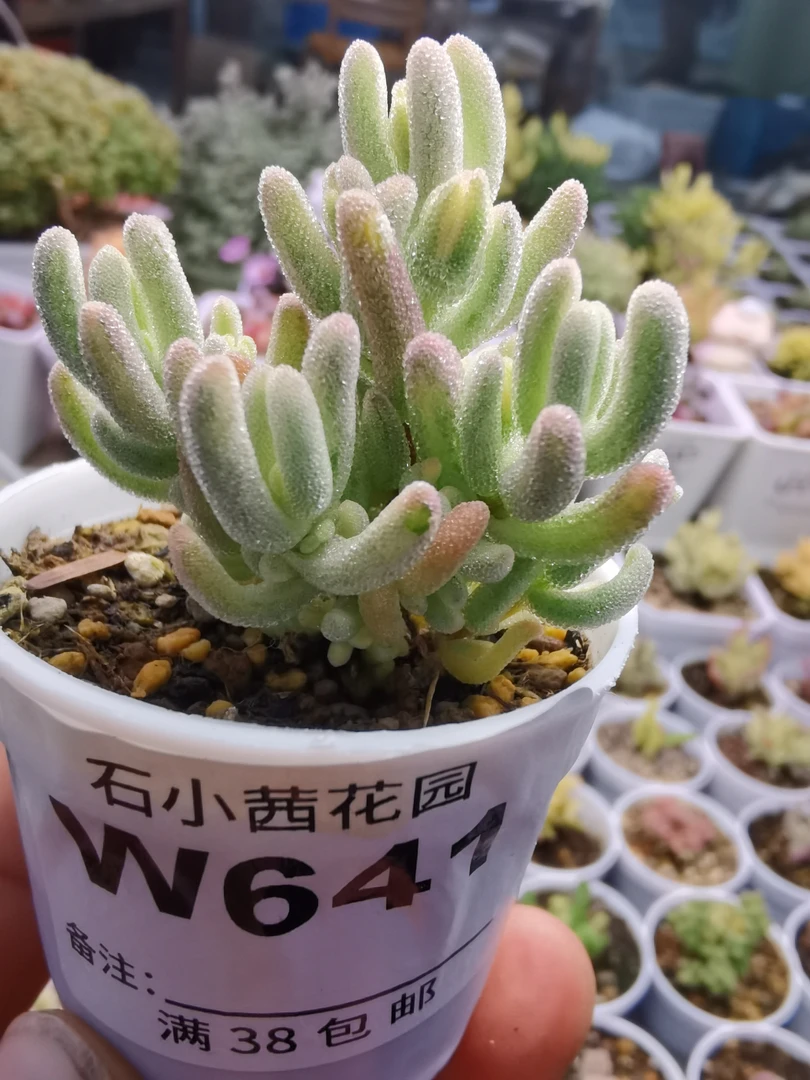 橙叶白锦-多肉植物枝干番杏