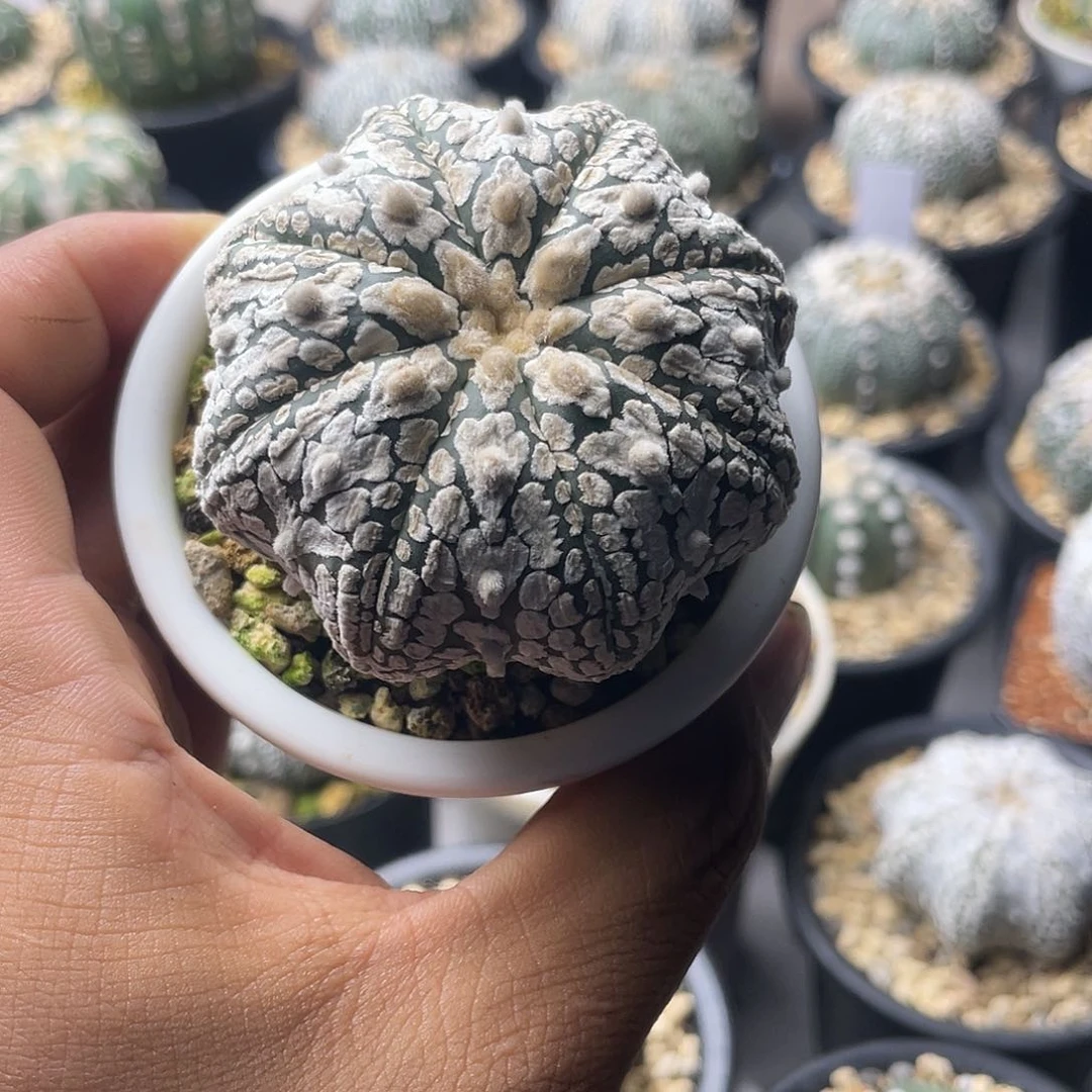 一物一拍泰系实生 209