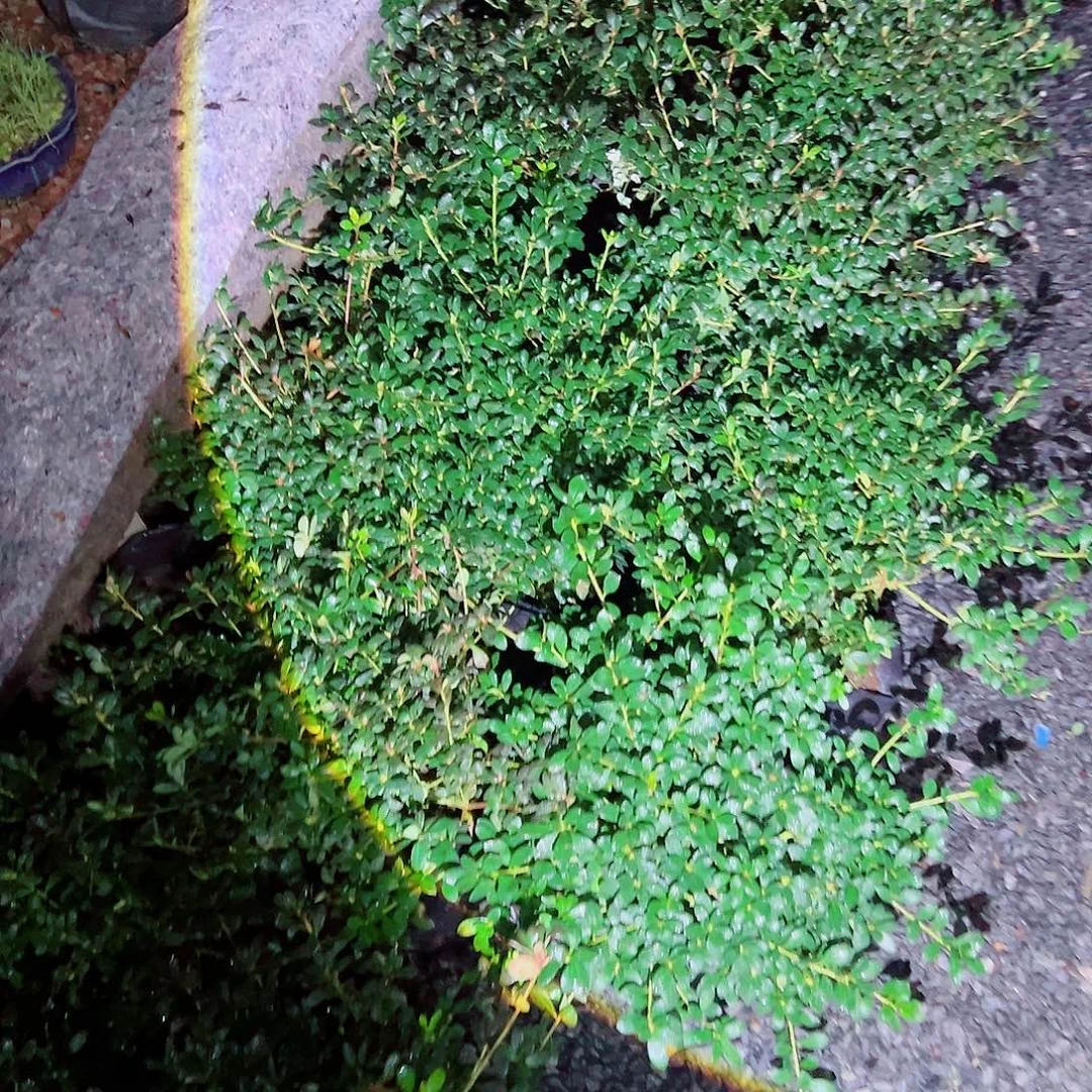 无花朵盆景皋月杜鹃绢之舞