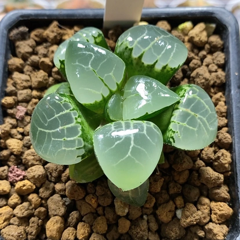 【闪购商品】121月光女神