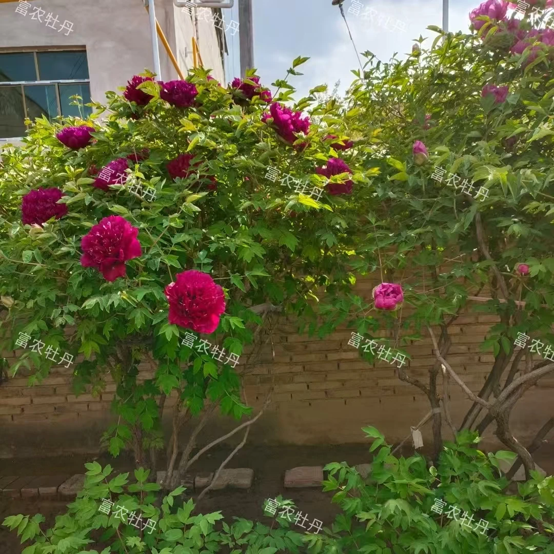 耐寒大花浓香观赏紫斑牡丹二十年苗户外老桩花卉