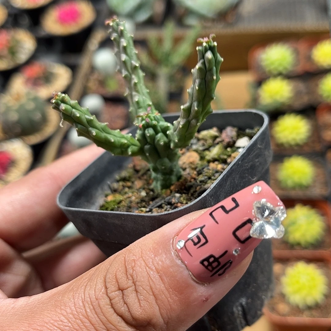 九头龙群生单头发货