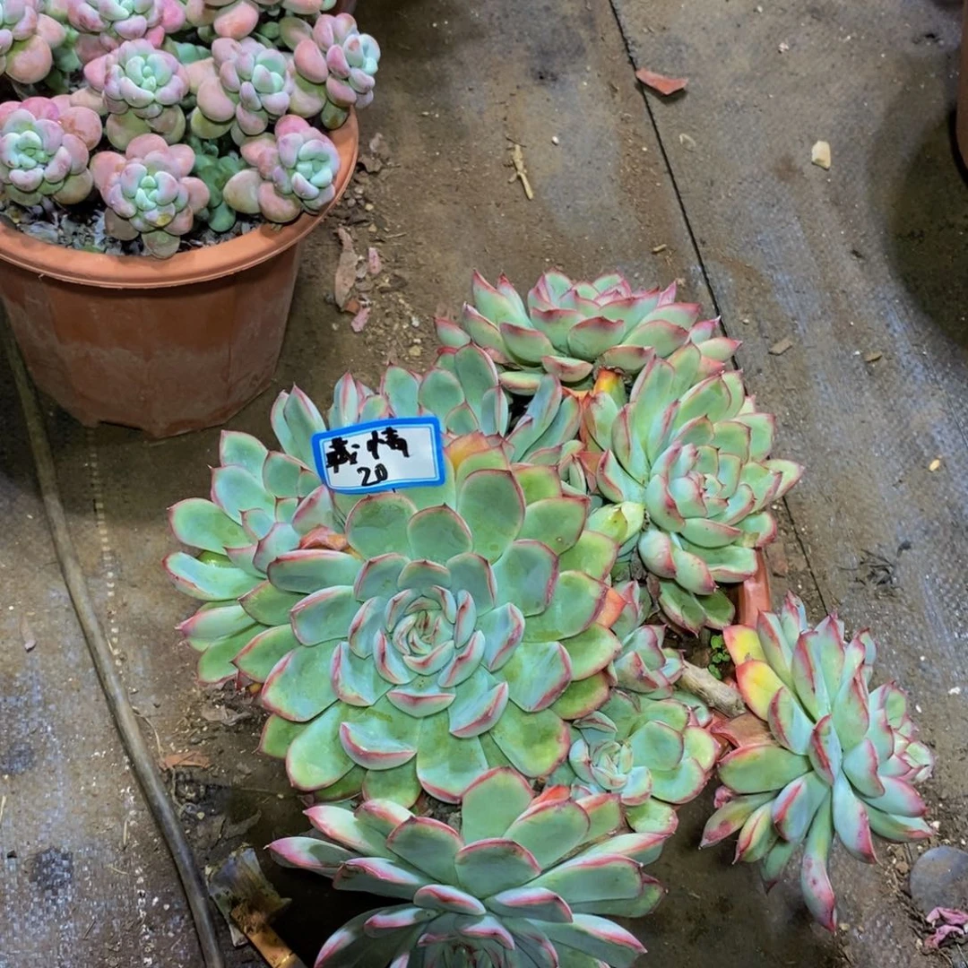 藏***情一物一拍一物一拍