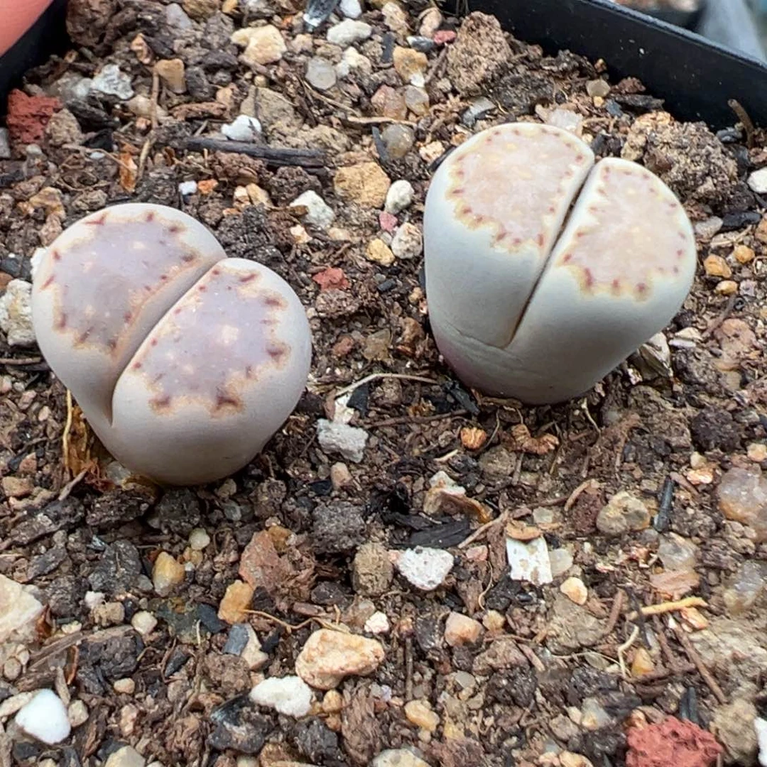 7.14好看的多肉脱土发货425高腿