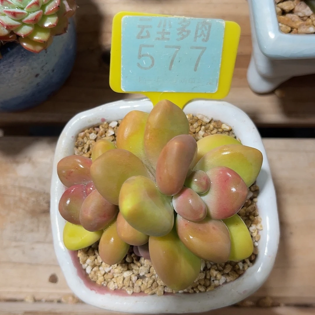 云尘多肉一物一拍 不含盆 577,