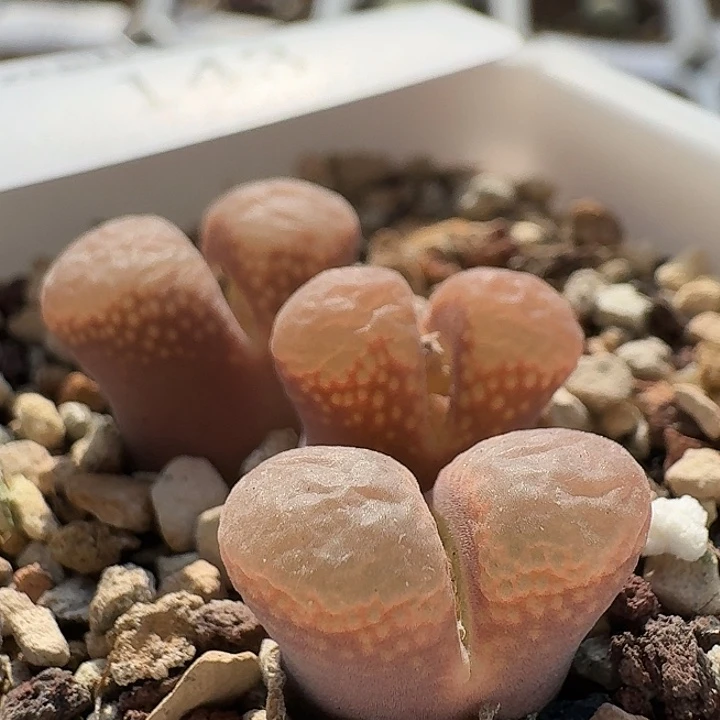 143 红风铃 肉锥。