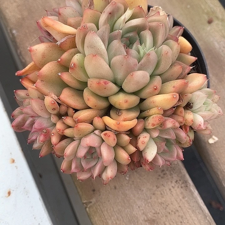 小***傲330—————直播福利