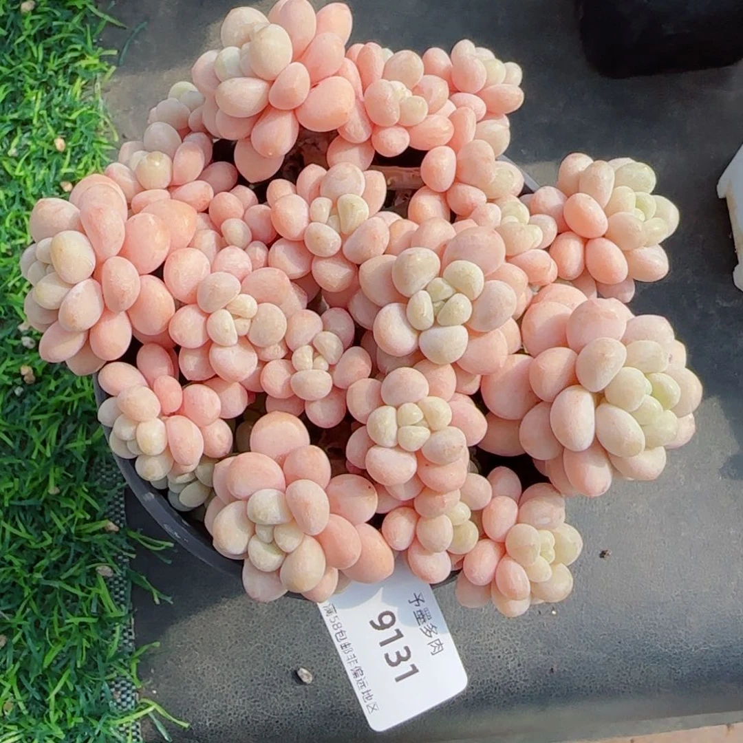 洛可可无砍，9131多肉