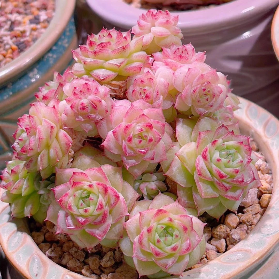 【满9.9包邮】麦秆群多肉植物以直播间展示为主