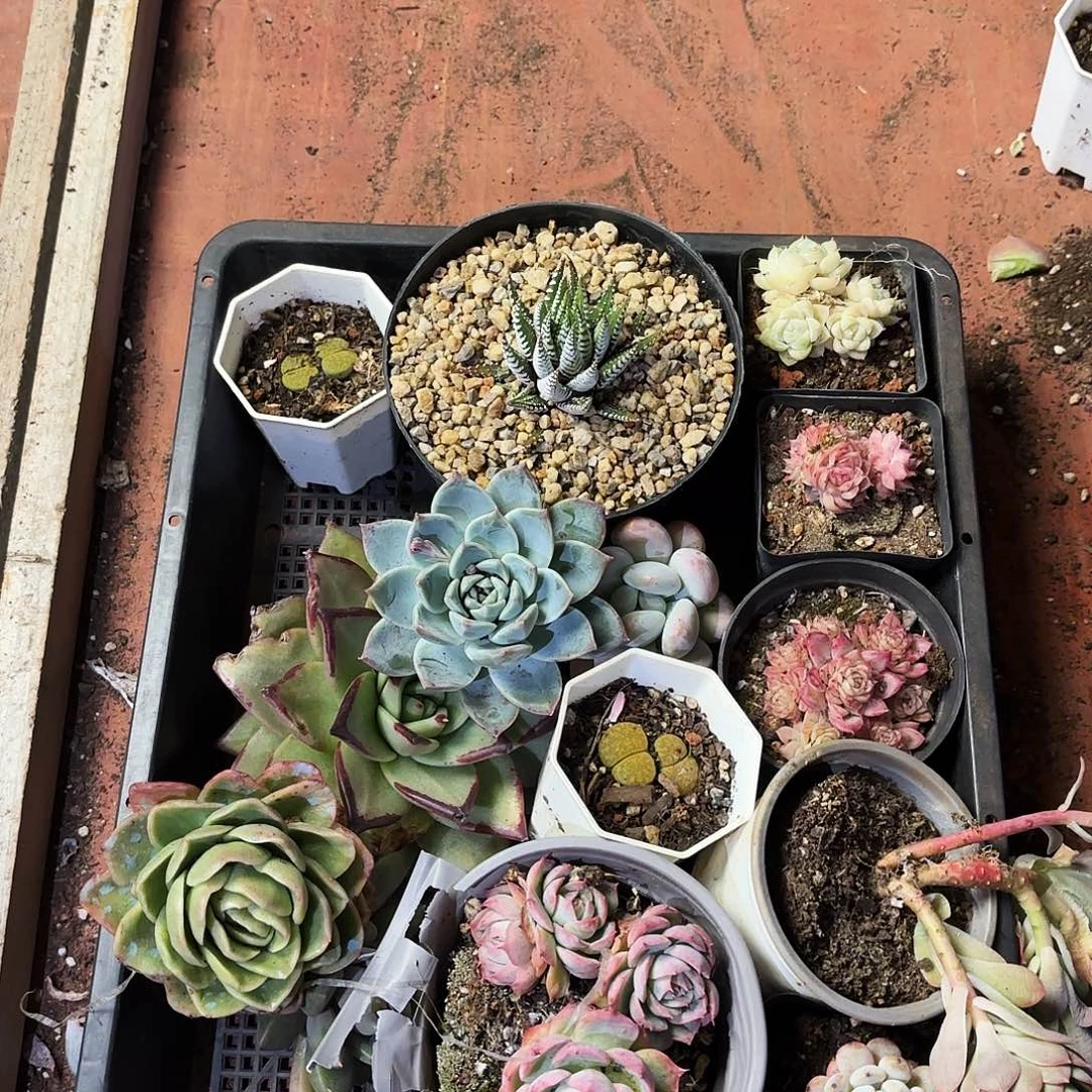 多肉框拍001，钩子哥