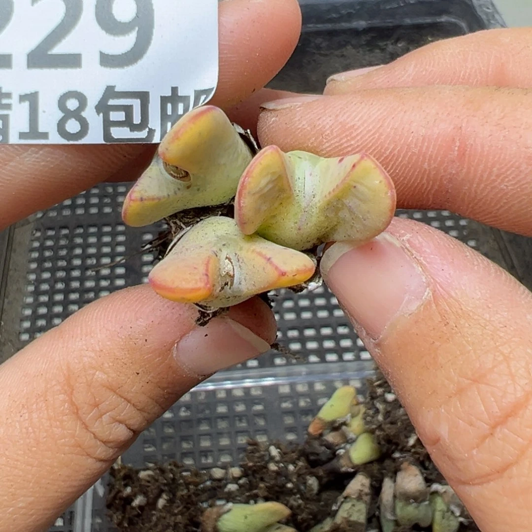 【闪购商品】229……