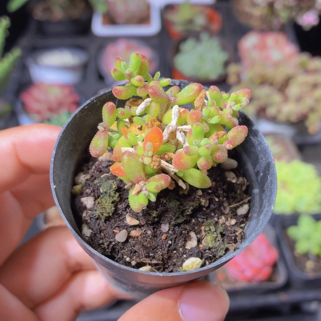 红宝石枝干多肉9.9包邮发货