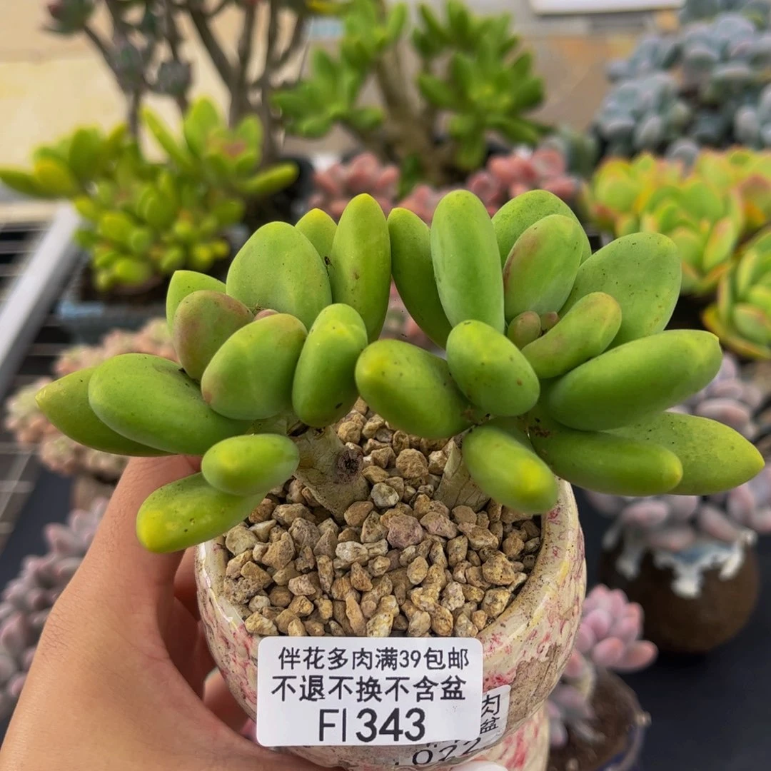 343-芒果奶10cm多肉
