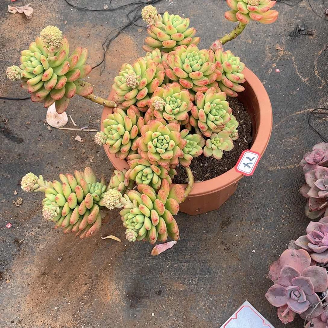 74香格里拉 一物一拍多肉