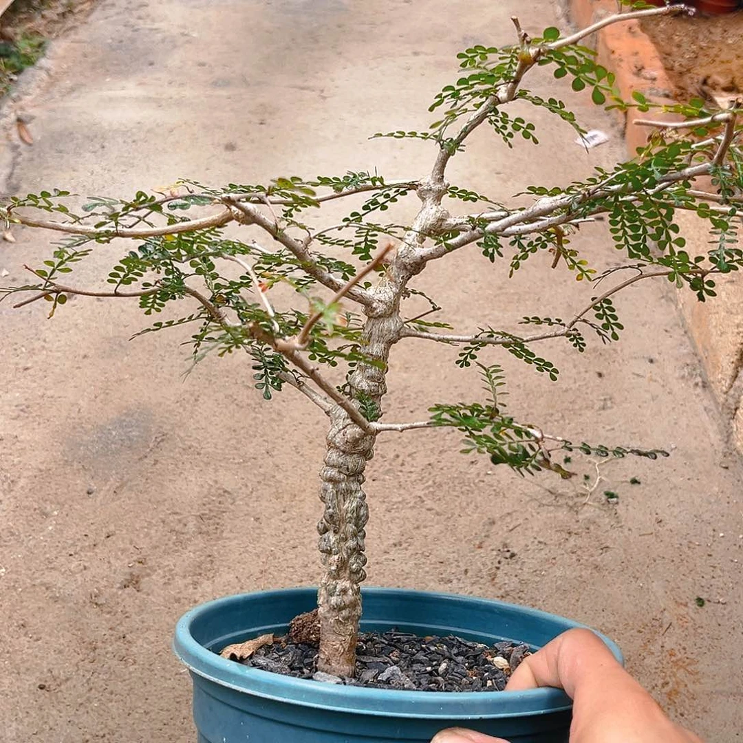 列加漆树，爆瘤款