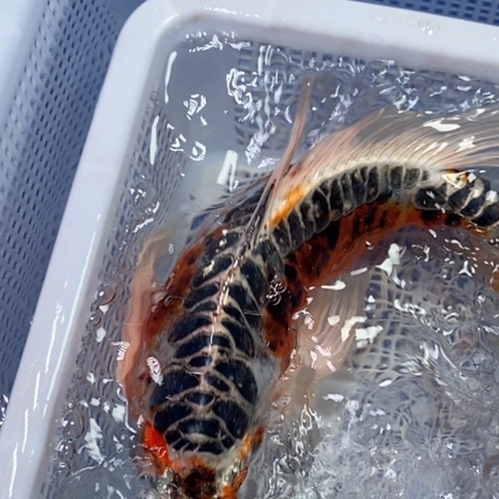 锦鲤冷水锦鲤包邮