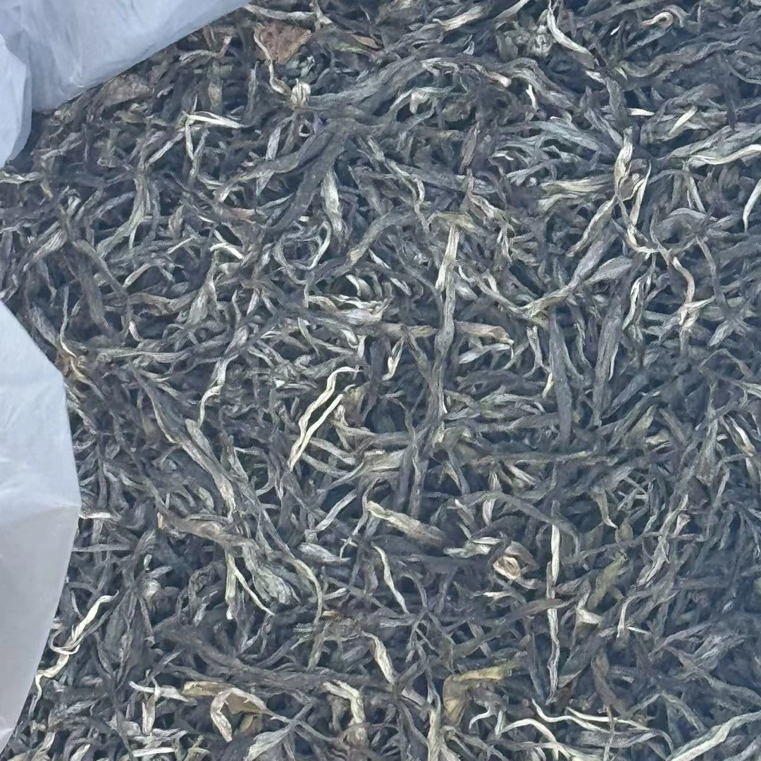 【老班章茶王地1号单株】2025年 10克 普洱茶生茶散茶 不退不换