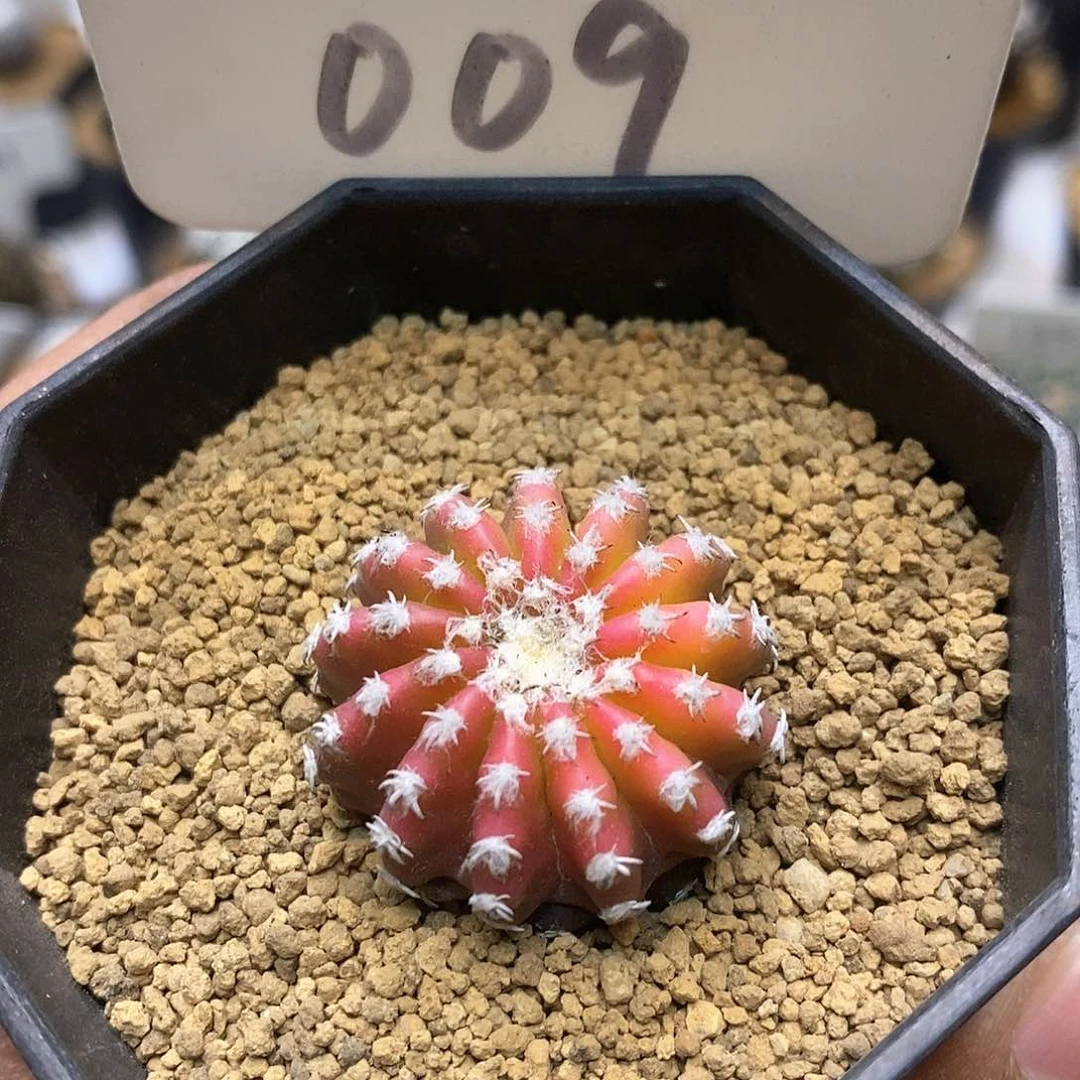 福利了特价来了来