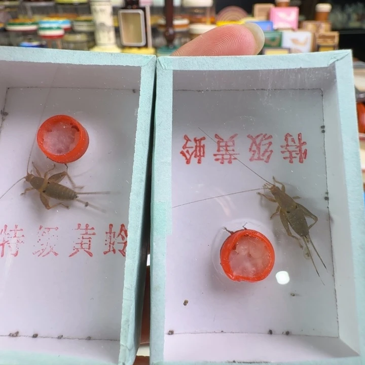 蟋蟀香槟仙子2只好听