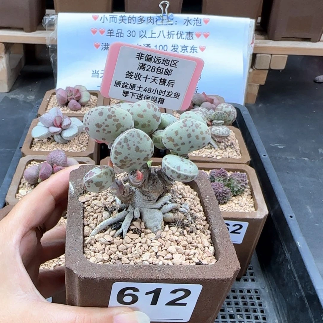 612花旦多肉植物