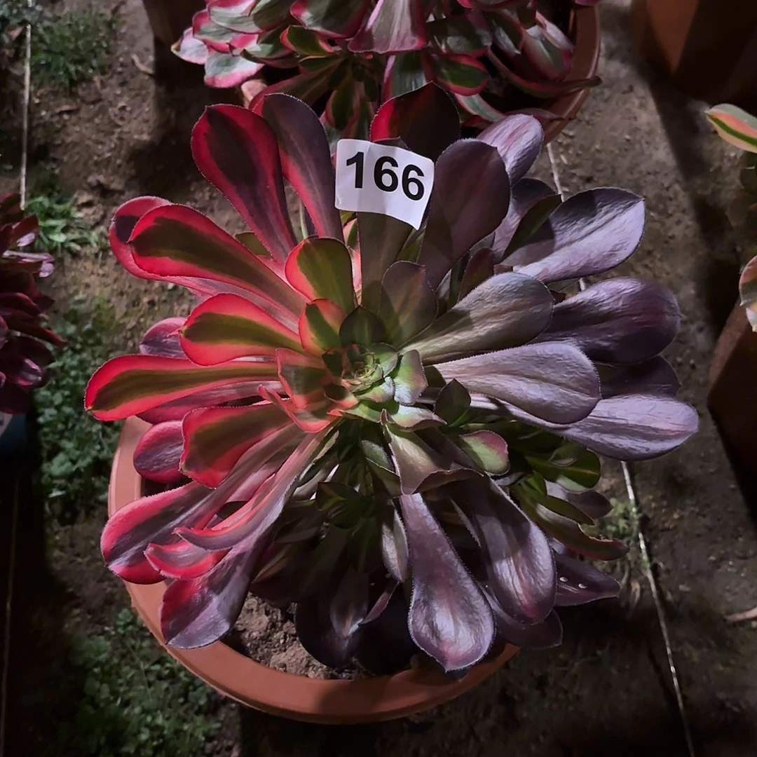 多肉法师花脸香奈儿166