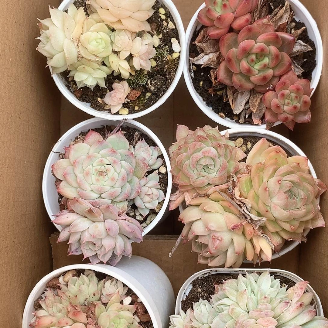 小群生不同色6颗 9.9包邮 6115