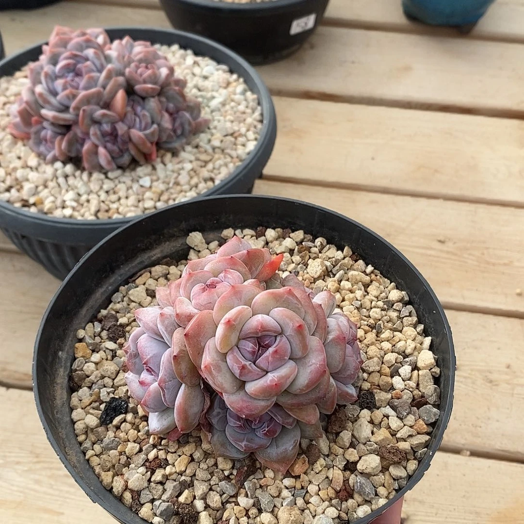 短肥圆八头胖体哈哈哈