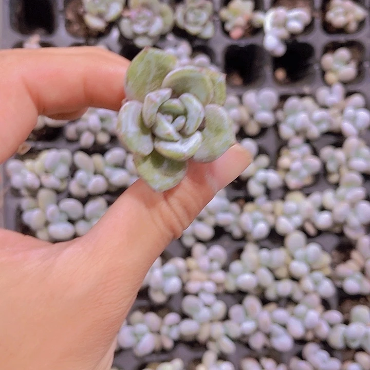 精品一单两颗德国香槟多肉植物
