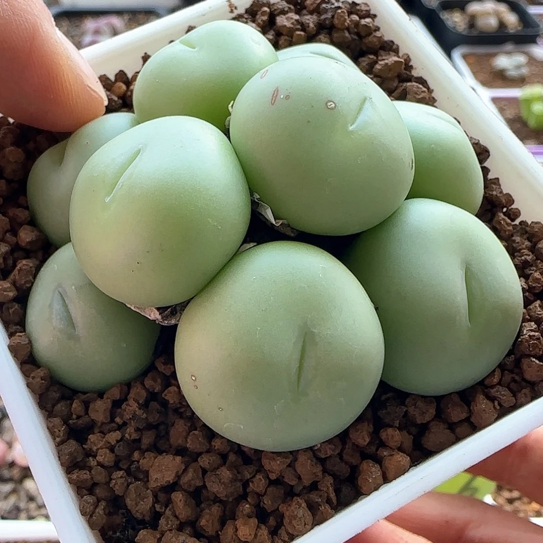 i*包28包邮脱土发货26584