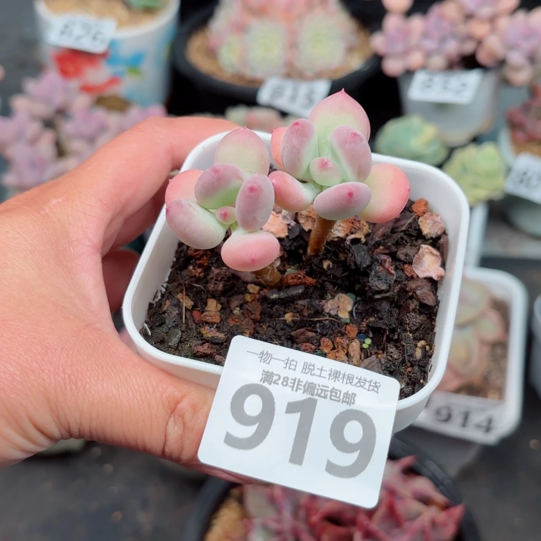 苹果奶老桩无盆土发货