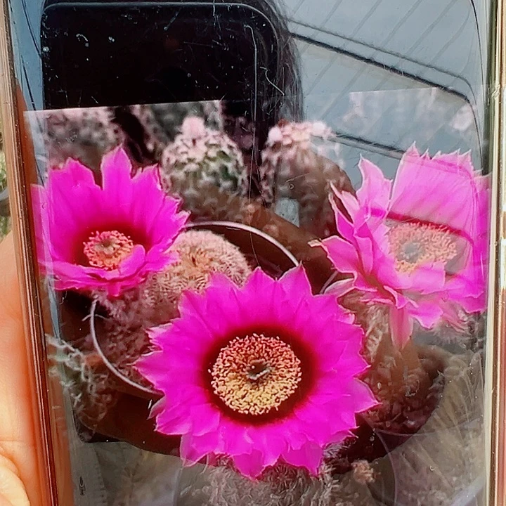 折磨虾侧芽拍一发二