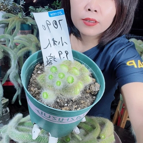 小*人九尾狐老桩脱图发货1⃣️棵实拍