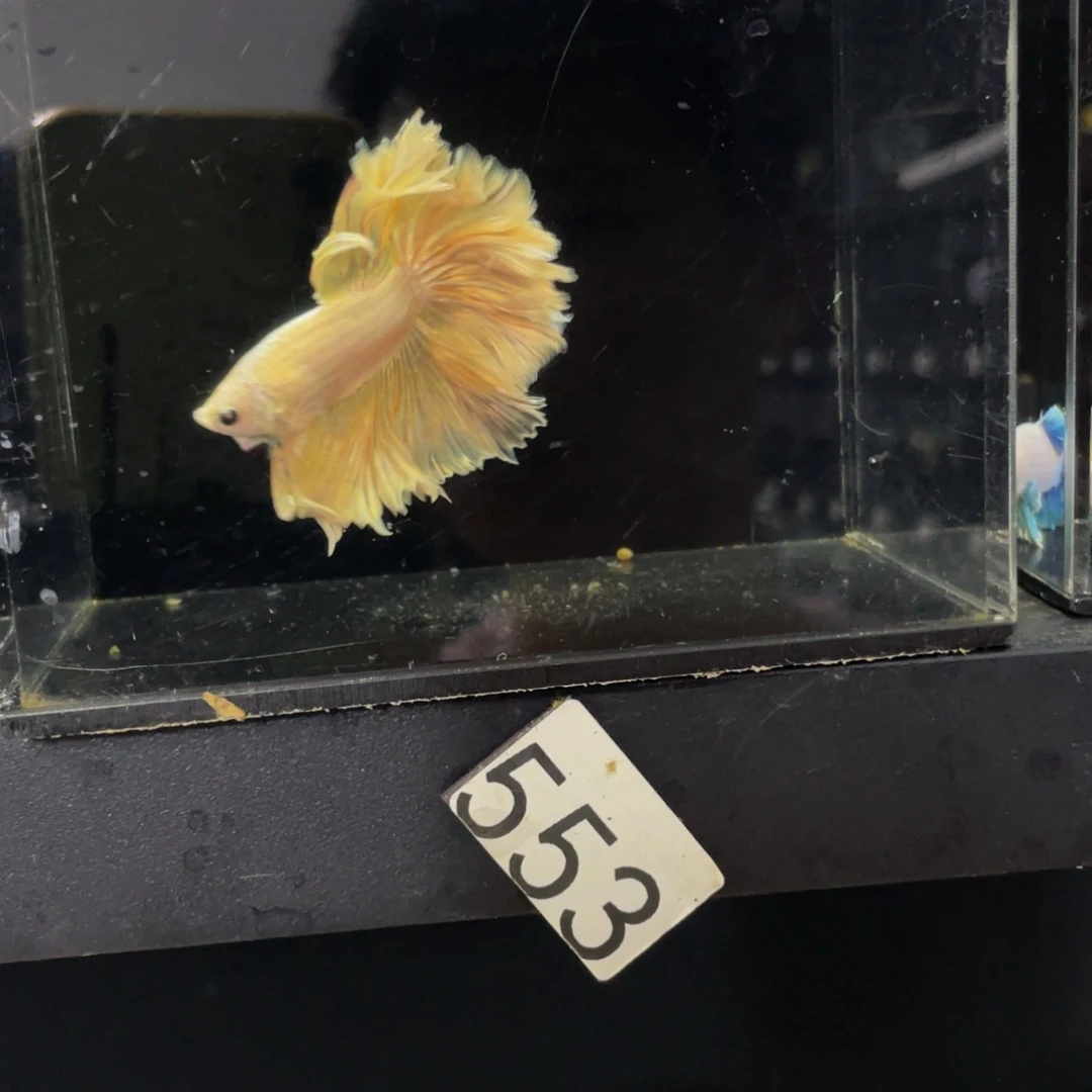 海水鱼哈哈哈啊哈哈哈哈