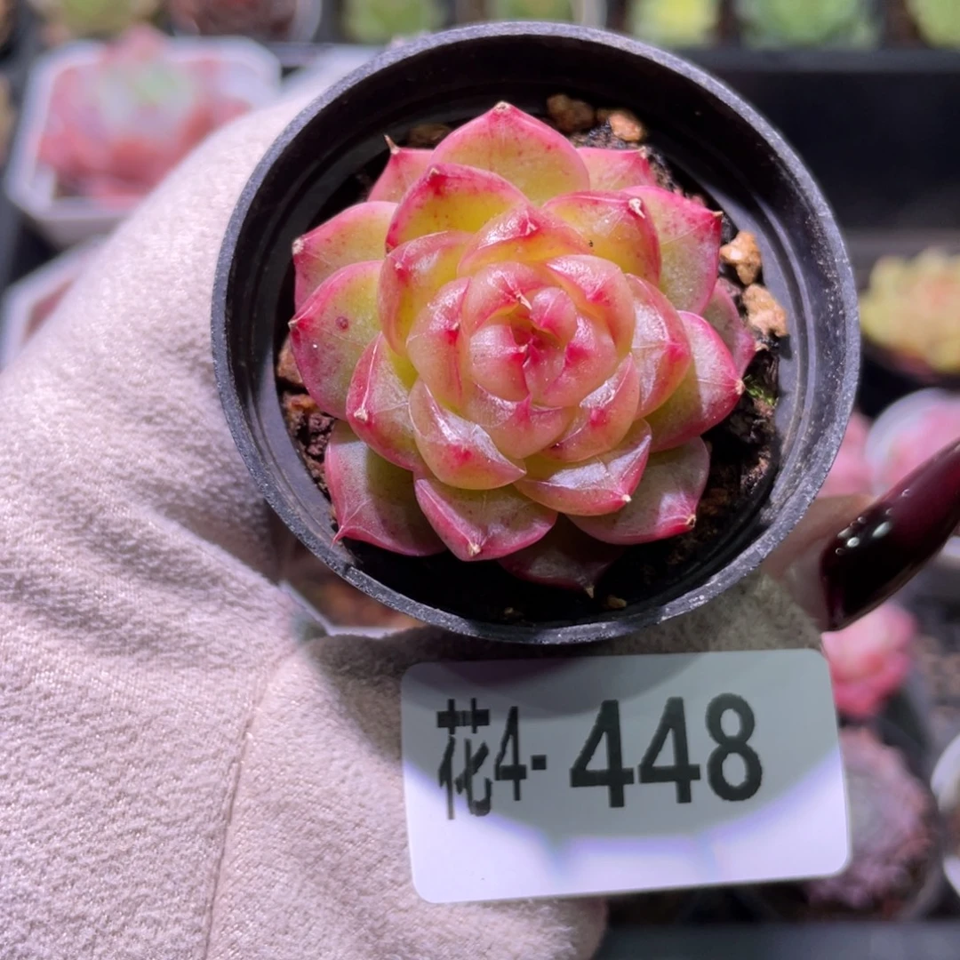 花利美4-448海王单头