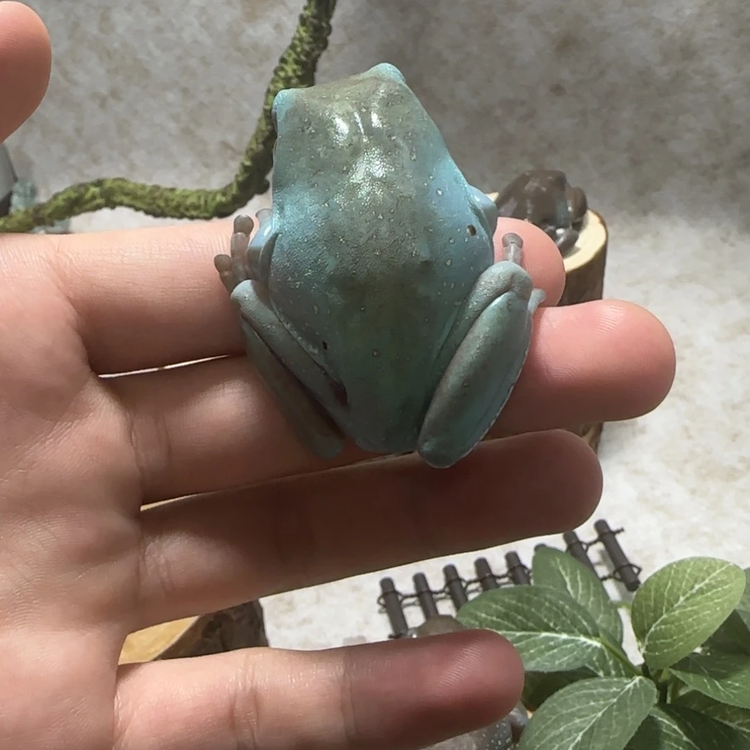 老爷树蛙金头金背奥蓝大蛙